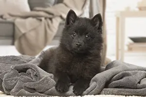 Schipperkes: Black Schipperke puppy indoors