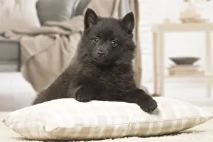 Schipperkes: Black Schipperke puppy indoors