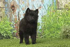 Schipperkes: Black Schipperke puppy outdoors