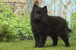 Schipperkes: Black Schipperke puppy outdoors