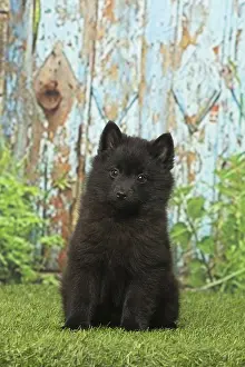 Schipperkes: Black Schipperke puppy outdoors