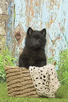 Schipperkes: Black Schipperke puppy outdoors