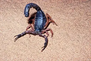 Scorpions: BLACK SCORPION - threat