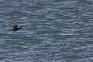 Melanitta: Black Scoter
