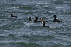 Melanitta: Black Scoters