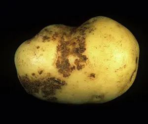 Tuberosum: Black scurf damage to potato peel