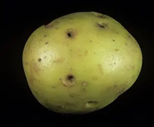 Tuberosum: Black scurf holes in potato peel