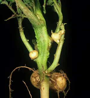 Edward: Black scurf infection on potatoes