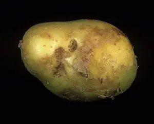 Tuberosum: Black scurf on potato peel