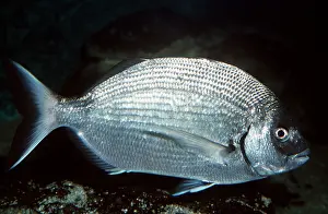Bream: BLACK SEA BREAM