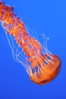 Chrysaora: Black Sea Nettle