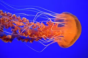 Chrysaora: Black Sea Nettle
