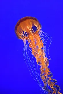 Chrysaora: Black Sea Nettle - Pacific Ocean