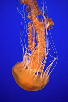 Chrysaora: Black Sea Nettle - Pacific Ocean