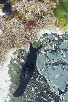 Orkneys: Black Sea Slug in rock pool - Brough Head