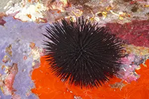 Cote: Black sea urchin (Arbacia lixula) in the Mediterranean