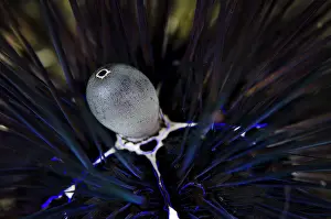 Spine: Black Sea Urchin - Periproctal cone (aka anus) on night dive