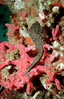 Sponges: Black SEAHORSE - 6 cm seahorse on red sponge