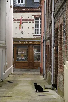 Yport: A black she-cat in an alley in Yport Yport France