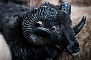 Curling: Black sheep with twisted horns, Sau&, xf0;&, xe1;rkr&a