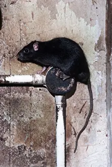Elizabeth Bomford: Black / Ship RAT