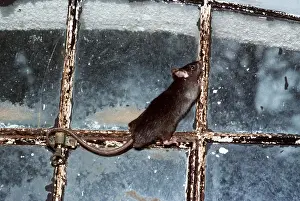 Elizabeth Bomford: Black / Ship RAT