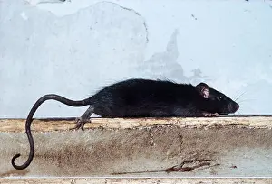 Elizabeth Bomford: Black / Ship RAT