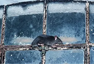 Elizabeth Bomford: Black / Ship RAT