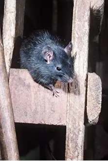 Rats: Black / Ship RAT