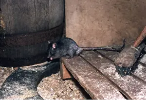 Rats: Black / Ship RAT