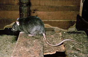 Rattus: Black / Ship Rat - also know as the House / Roof Rat