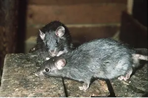Greeting: Black / Ship RAT - mutual inspection
