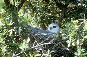 Gillean White: Black-shouldered / Black-winged KITE
