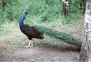 Peacock: Black Shouldered, Blue PEACOCK / PEAFOWL - side view
