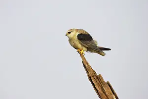 Elanus: Black Shouldered Kite