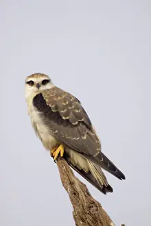 Elanus: Black Shouldered Kite