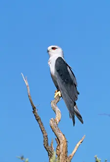 Elanus: Black Shouldered Kite