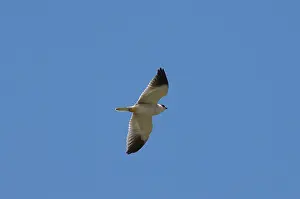 Elanus: Black-shouldered Kite