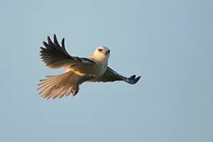 Shouldered: Black-shouldered Kite