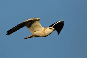 Shouldered: Black-shouldered Kite