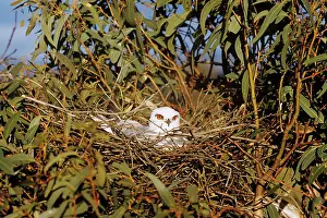 Eric Lindgren: Black-Shouldered Kite