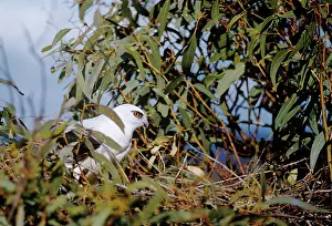 Eric Lindgren: Black-Shouldered Kite
