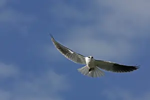 Shouldered: Black-shouldered Kite