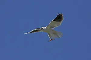 Shouldered: Black-shouldered Kite