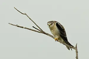 Shouldered: Black-shouldered Kite