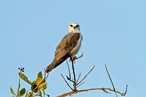 Elanus: Black-shouldered Kite. Corbett National Park
