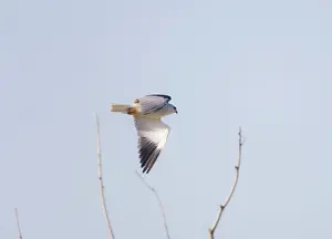 Elanus: Black-shouldered Kite - in flight