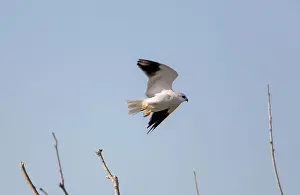 Elanus: Black-shouldered Kite - in flight