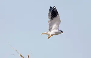 Elanus: Black-shouldered Kite - in flight