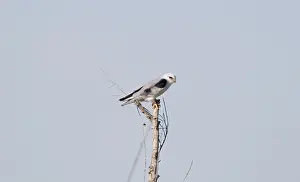 Elanus: Black-shouldered Kite - perched on branch